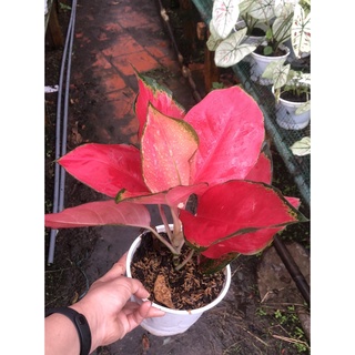 Cây hồng lộc son - Vạn Lộc đỏ