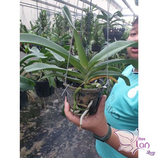 Phong Lan đai châu - ngọc điểm trường thành  cho hoa vào tết