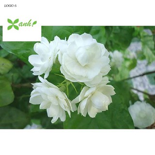 Gói 20 hạt giống hoa nhài