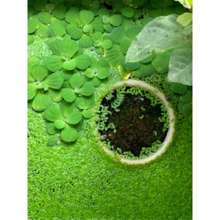 Bèo tấm(100 cây)
