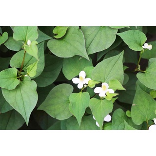 #Hạt_Giống_Diếp_Cá