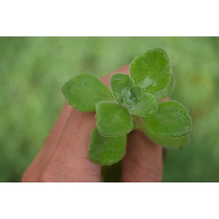 Sen thơm - nhất mạt hương mini 3-5cm