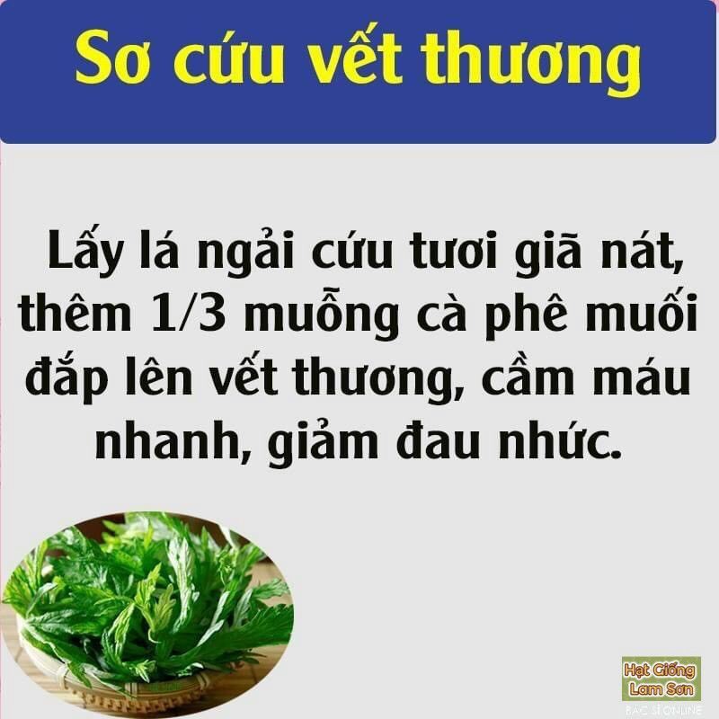 HẠT GIỐNG RAU NGẢI CỨU - Loại Rau Quý Hiếm, Làm Món Ăn Ngon, Dễ Trồng tại nhà.