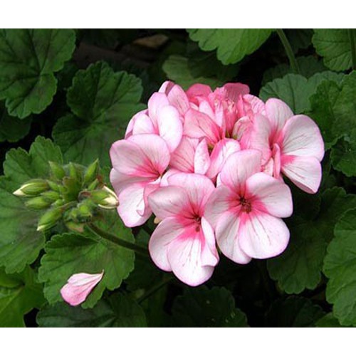 [GIÁ GỐC] Hạt giống hoa Phong Lữ Thảo nhiều màu - 10 hạt