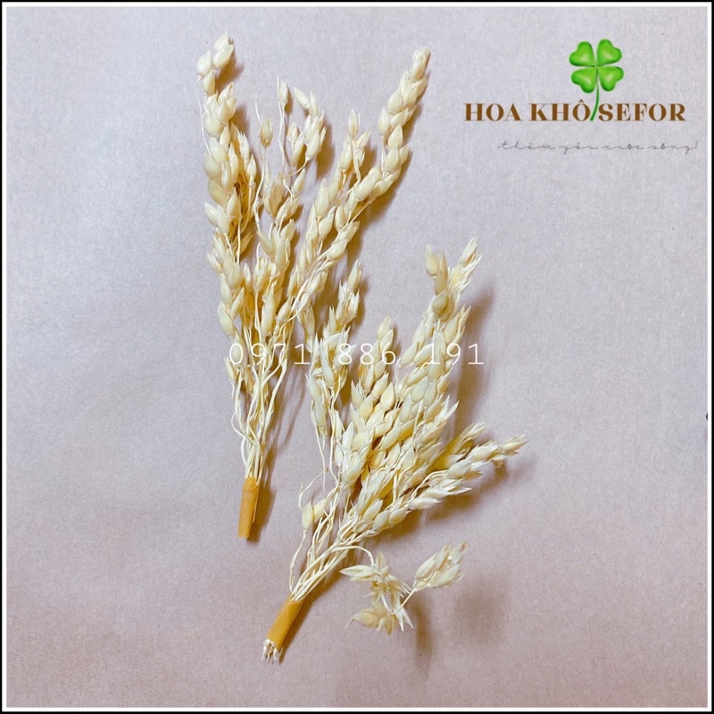 Hoa khô Cao Lương - Lúa mỳ - Lá bạc, bạch đàn nguyên liệu làm đồ handmade,quà tặng,resin
