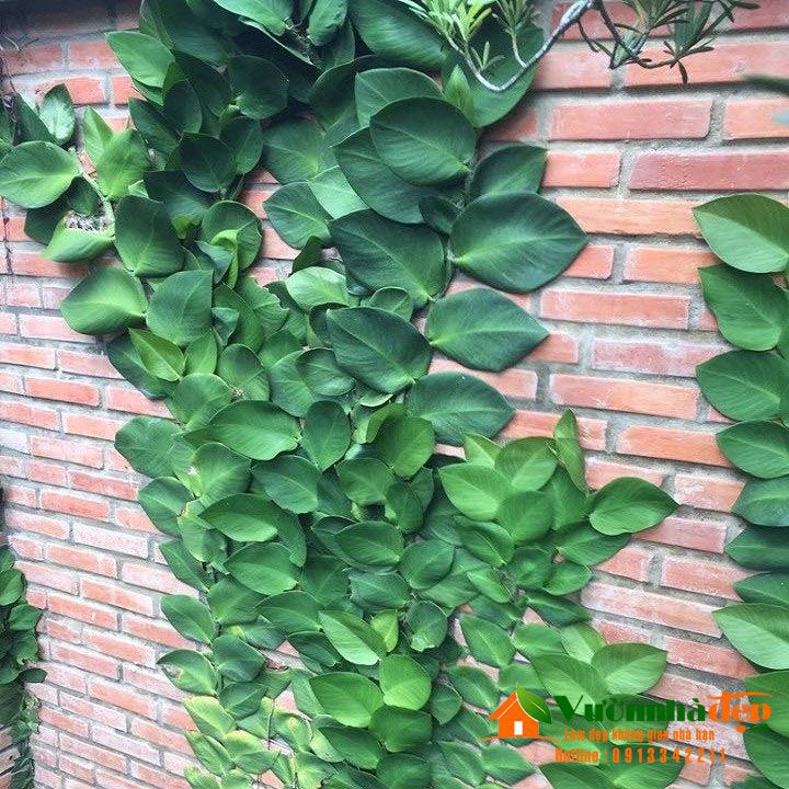 Cây tắc kè thái - Cây cảnh sân vườn - caykiengsadec