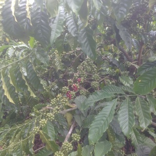 CA PHÊ NGUYÊN CHẤT ROBUSTA DĂK LĂK 500G