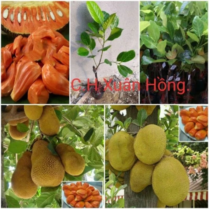 cây giống mít ruột đỏ cao 100cm.