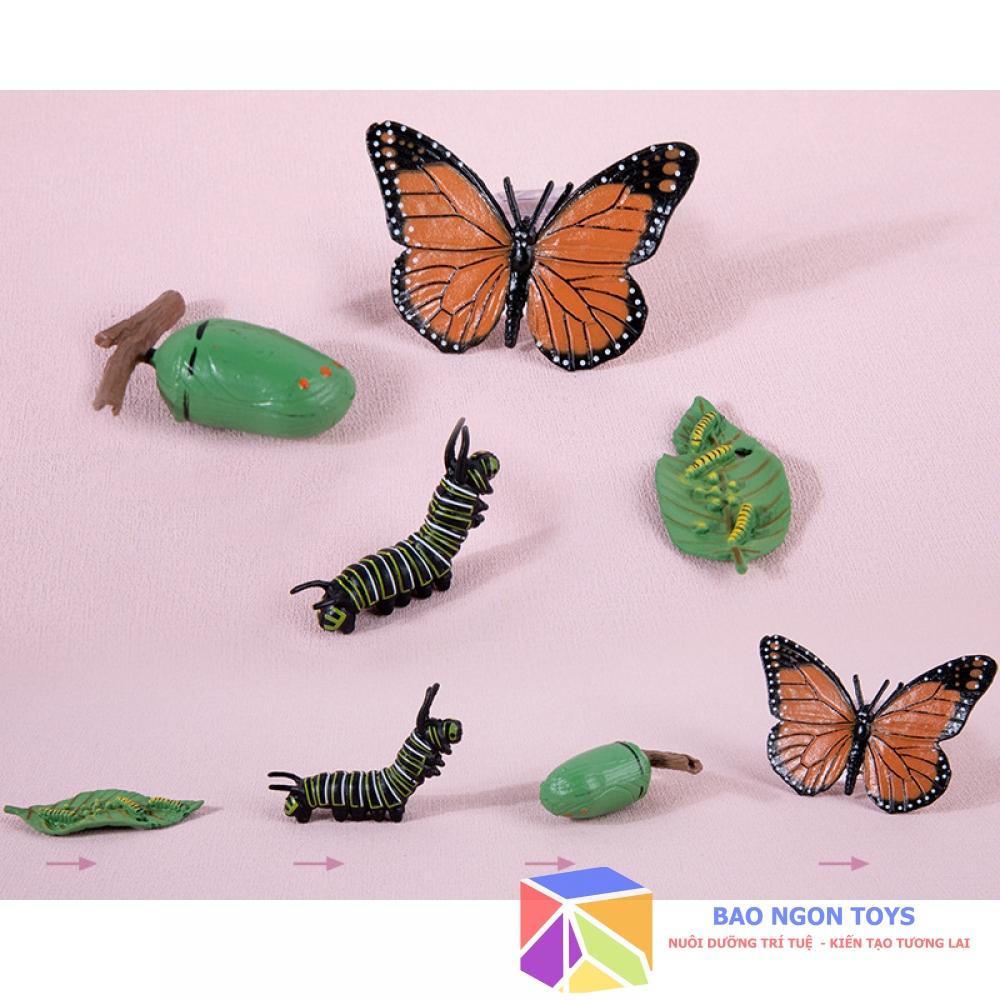 Bộ mô hình vòng đời phát triển của động thực vật, bướm, ếch, giáo cụ montessori dạy bé về thế giới tự nhiên BAO NGON TOY