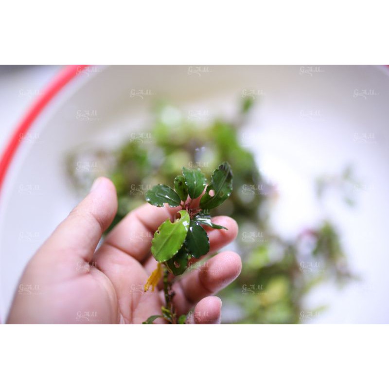 Bucep mix hàng cạn  - hàng về 29.5.2021