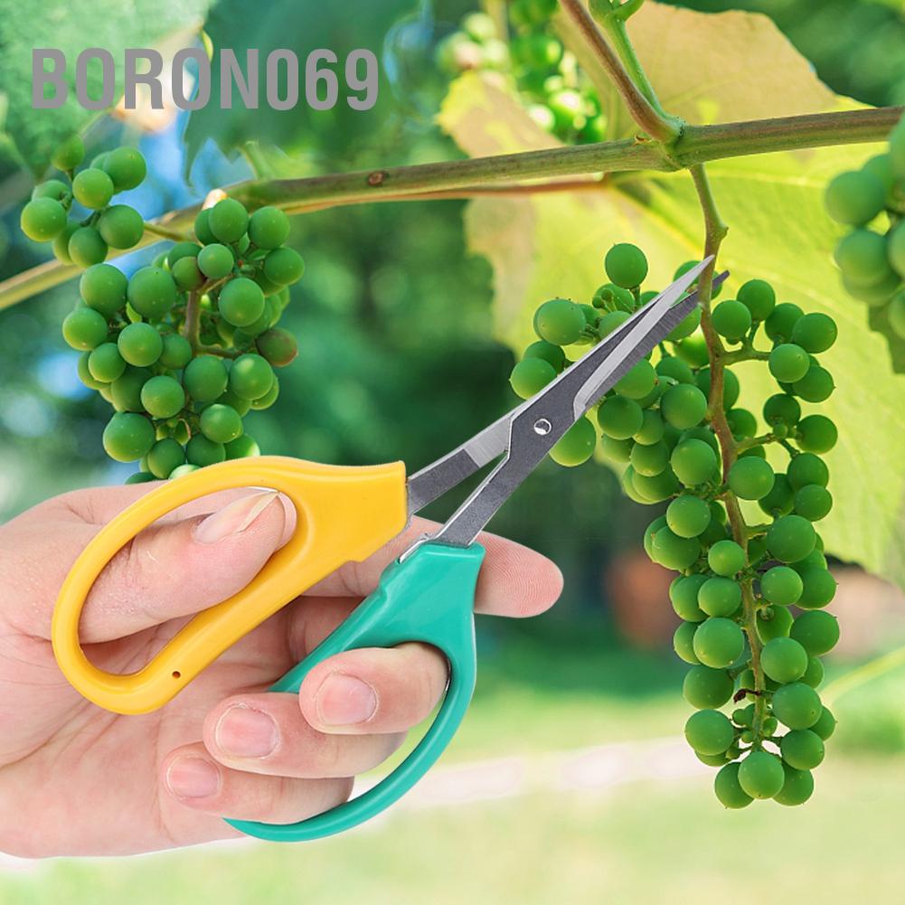 Kéo lưỡi cong cắt tỉa cành nho cây bonsai