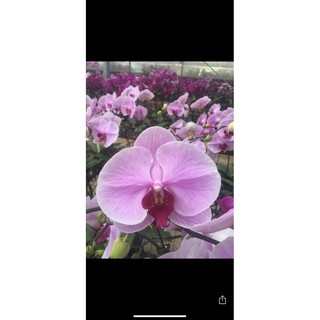 Lan hồ điệp cắt cành bầu 2.8