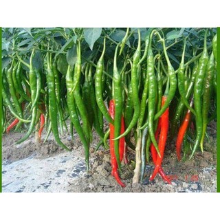 HẠT GIỐNG ỚT SỪNG NGỌT (HÀ LAN)