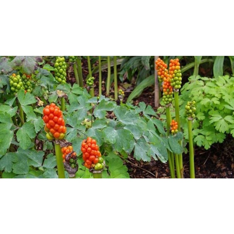 RẺ VÔ ĐỊCH - Combo 5 Cây Ráy Thân To