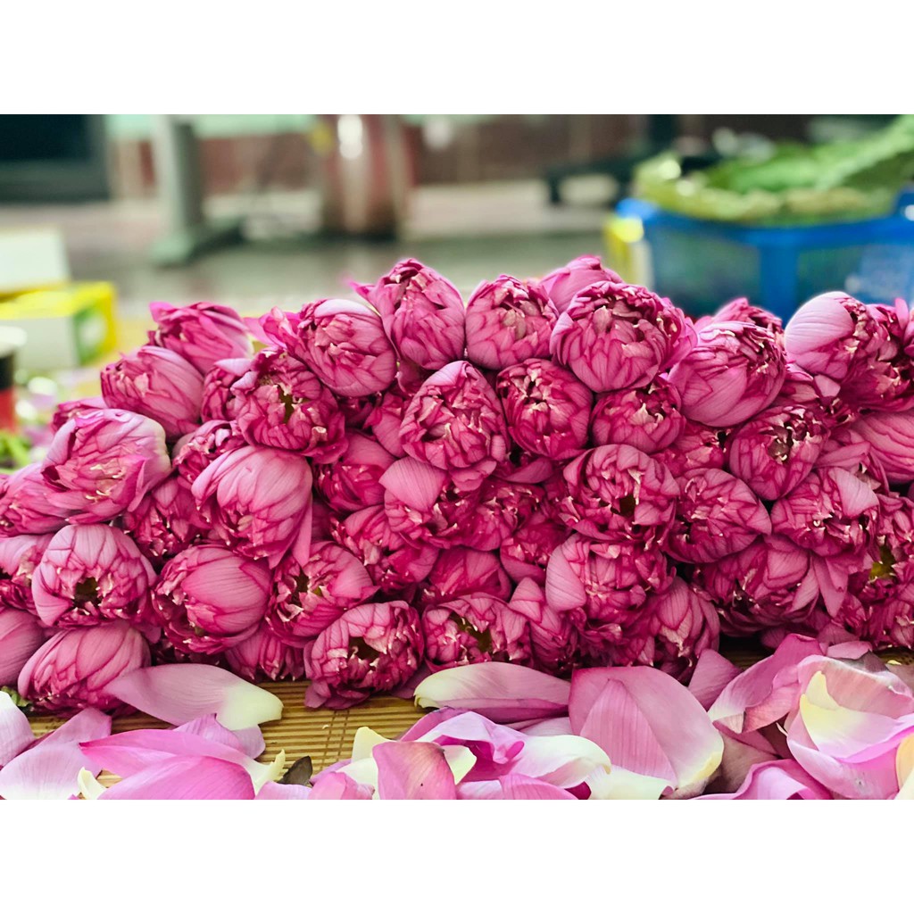 TRÀ SEN TƯƠI ĐẶC BIỆT - LOẠI CHUẨN - NGON