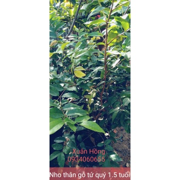 Cây giống nho thân gỗ 12 vụ, cây đẹp,cao 100cm mới về, ra quả sau 10 tháng.