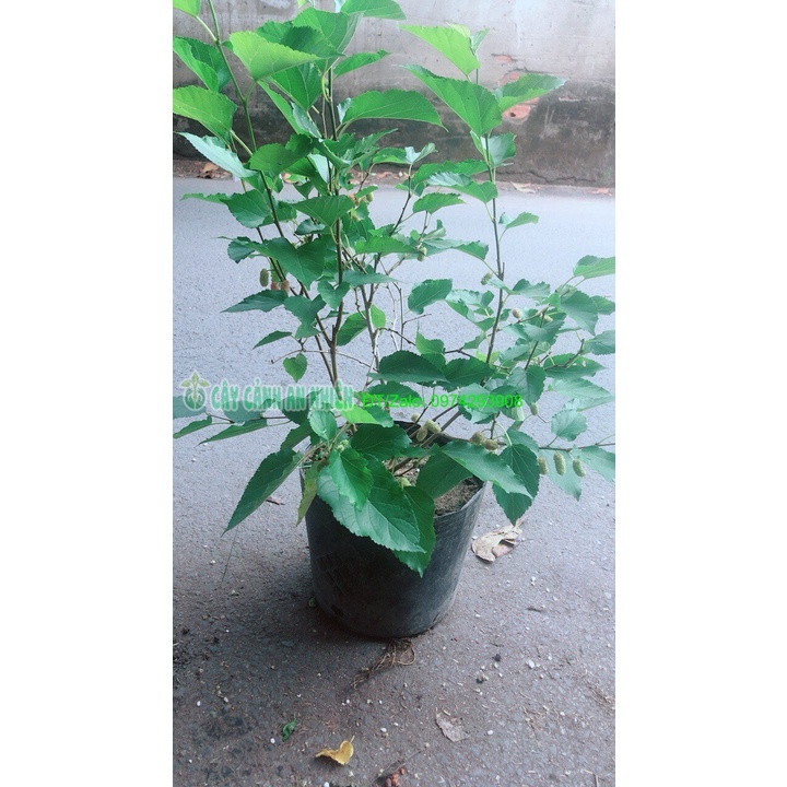 Cây Dâu Tằm Lớn