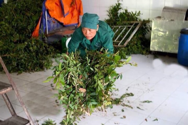 Dầu tràm Bảo Nhiên nguyên chất 100%