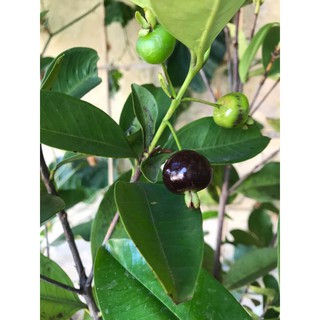 cherry  brazil giống(combo 2 cay) cao 50-60cm