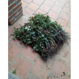 Cây rễ trần hoa hồng Nội và hoa hồng ngoại các loại