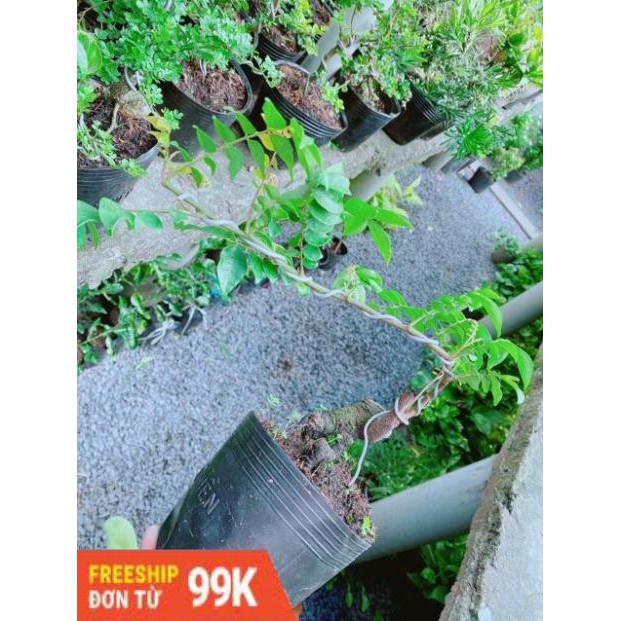 Cây Khế Bonsai
