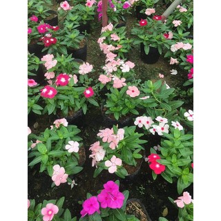 50 Hạt Giống Dừa Cạn Siêu Hoa Nhiều màu