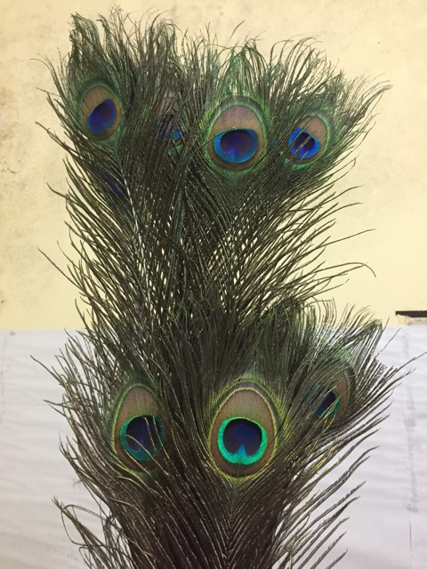 Lông công ~90cm HÀNG LOẠI 1 mắt lớn | BigBuy360 - bigbuy360.vn