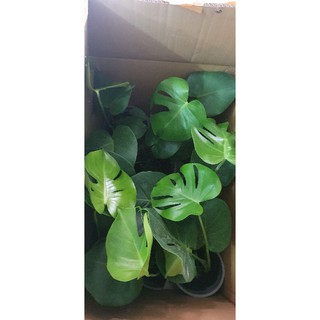 Trầu bà Monstera (trầu bà lá xẻ)