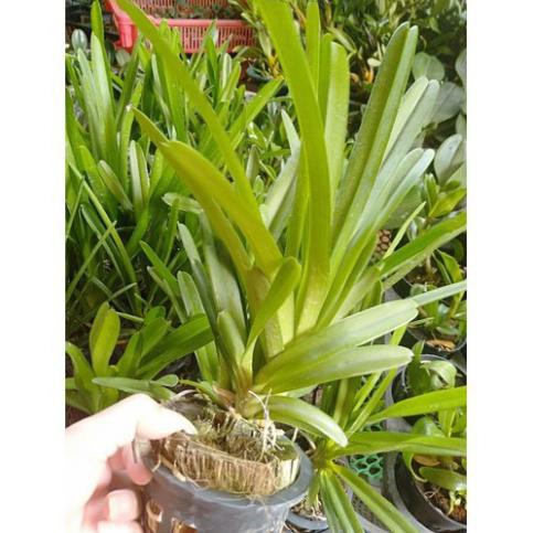 Hoa phong lan kiếm ngọc bích