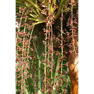 1 thân Địa lan kiếm lá cứng vùng tây bắc . hoa vô cùng đẹp, vòi bông dài gần 1m