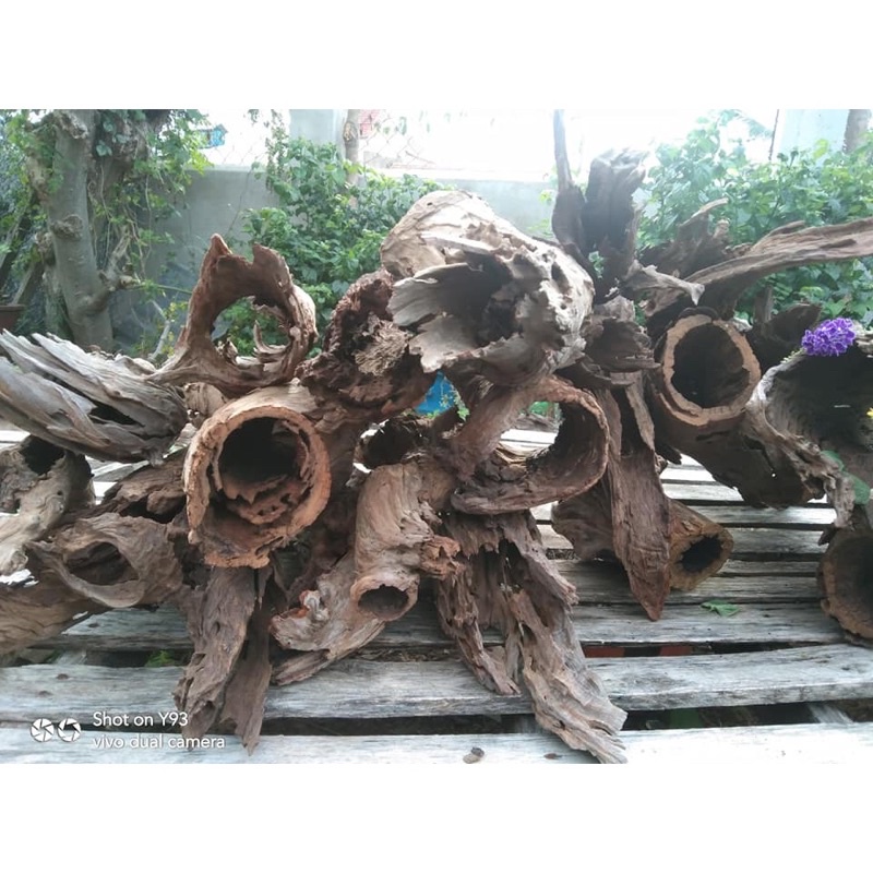 lũa san đá ống - san đá ống thuỷ sinh