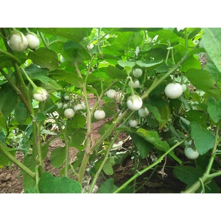 Hạt giống Cà Pháo Tím - Cà Pháo Trắng