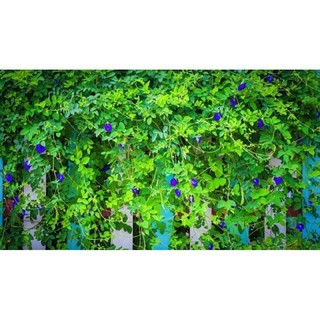 Cây Đậu Biếc siêu bông(chậu lớn)