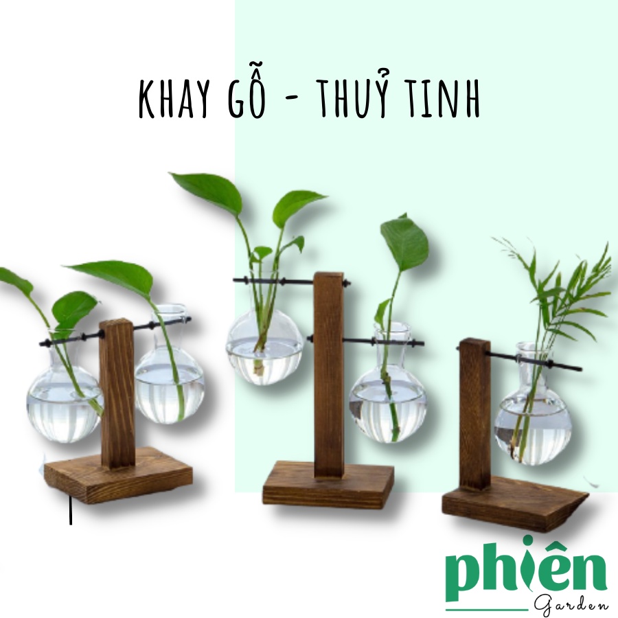 Bình thủy tinh khay đế gỗ trưng bày cây cảnh phong cách cổ điển cho gia đình