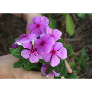 Cây dừa cạn tím đang ra hoa .2 cây