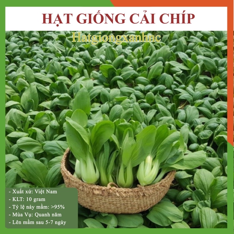 Hạt giống rau cải chíp (Cải thìa) F1, Gói 20gr shop chỉ bán hạt giống rau củ quả chính hãng