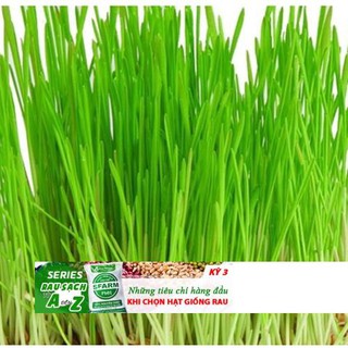 100 Hạt Giống Cỏ Lúa Mì Đỏ Cỏ Mèo