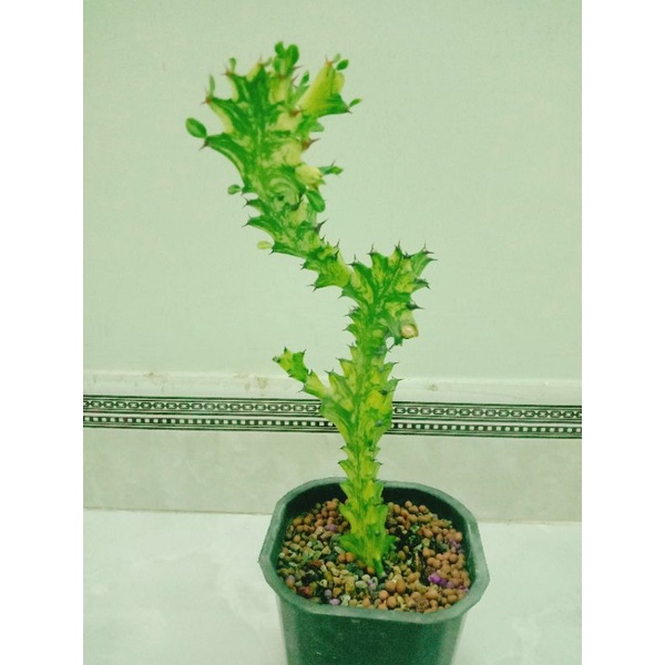Xương rồng Euphorbia