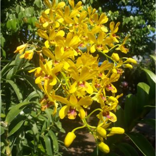 Dendro nắng pensoda cây trưởng thành sắp có hoa.