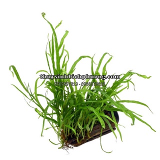 DƯƠNG XỈ TRIDENT - DÁN ĐÁ LŨA HỒ CÁ THUỶ SINH