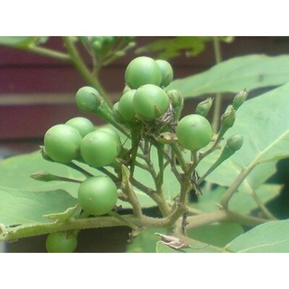 Cà dại hoa trắng 120k/3kg