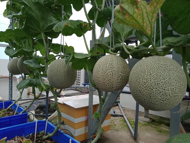 Hạt Giống Dưa Lưới - Dưa Thơm  gói  1gr