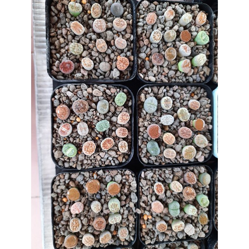 13 Sen mông - Thạch Lan - Lithops Size 1-2 cm | Kèm chậu nhựa và đất trồng