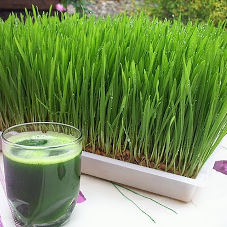 100Gr Hạt Giống Cỏ Lúa Mì Đỏ Cỏ Mèo Wheatgrass