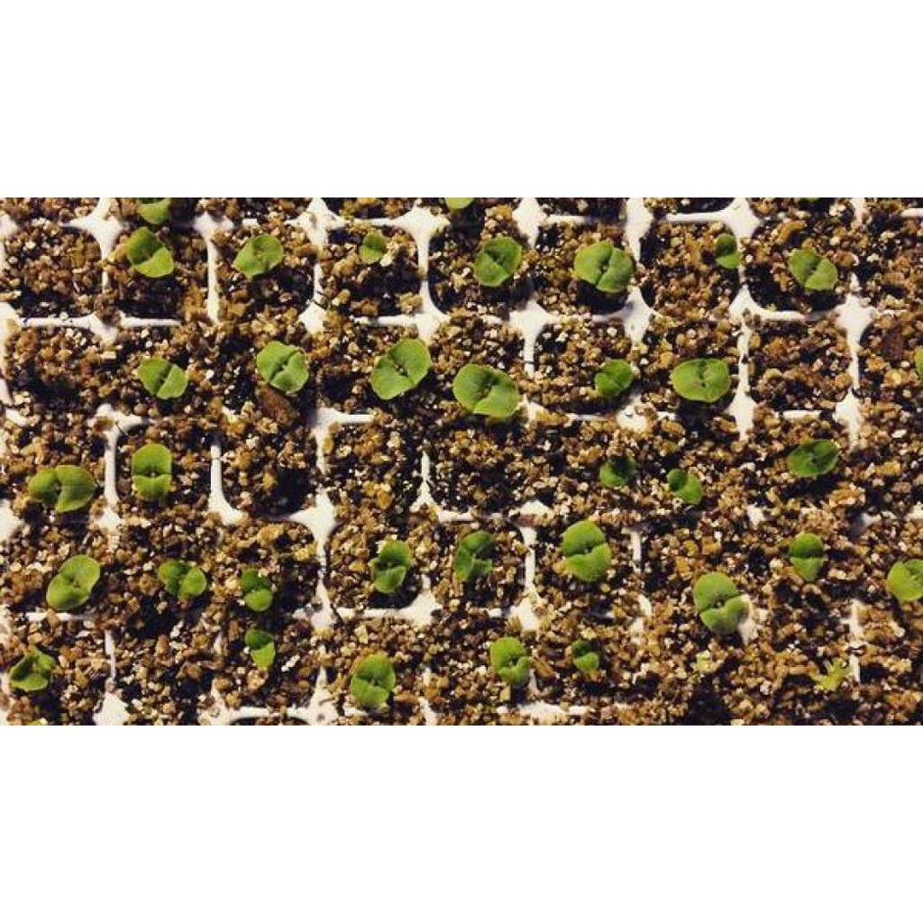Đá Vermiculite giá thể trồng cây: sạch, nhẹ, giữ ẩm tốt