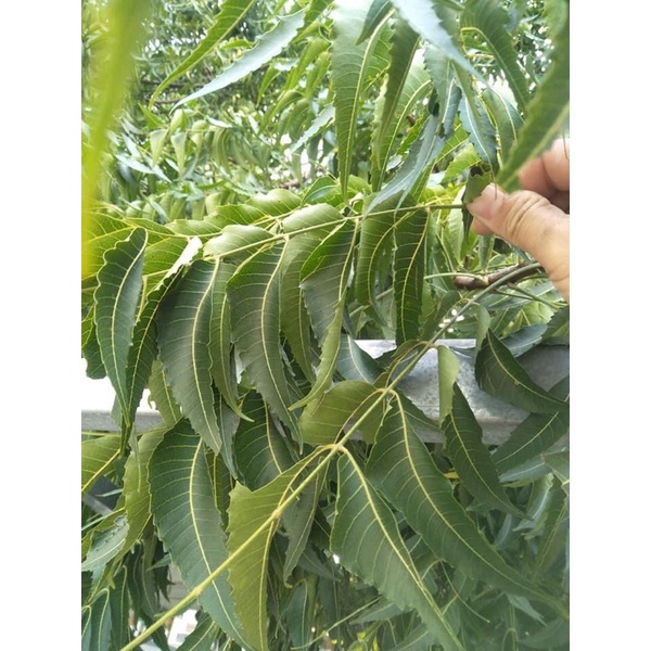 lá neem sấy khô: 1kg | BigBuy360 - bigbuy360.vn