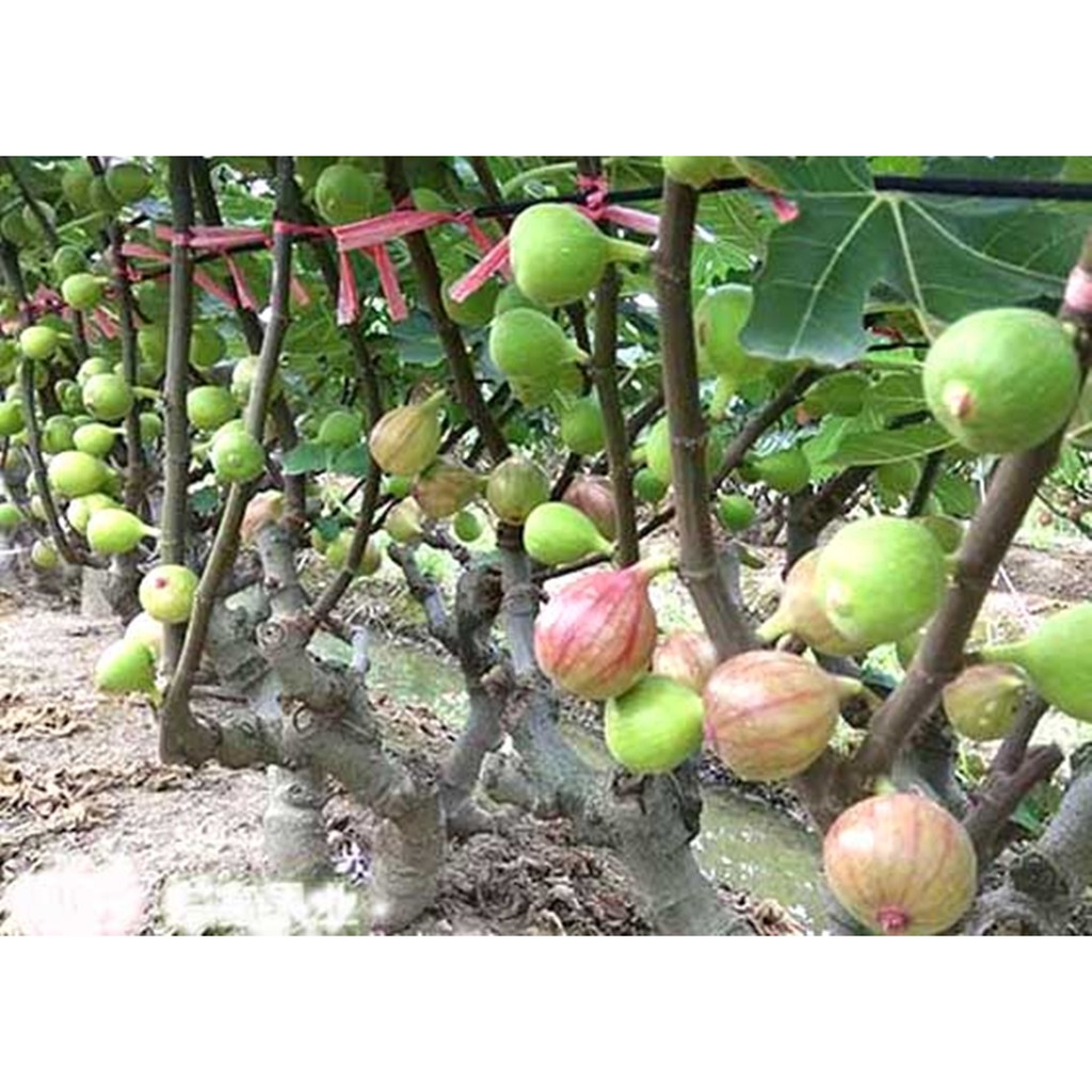 Hạt giống Sung Mỹ (sung ngọt) - Gói 3 hạt