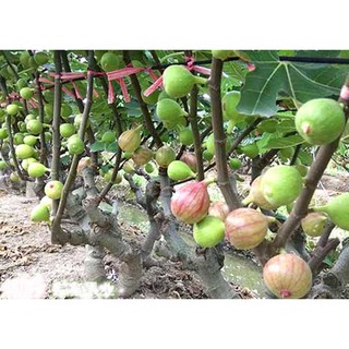 Hạt giống Sung Mỹ (sung ngọt) - Gói 3 hạt