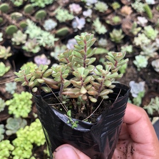 Sen sedum tay gấu