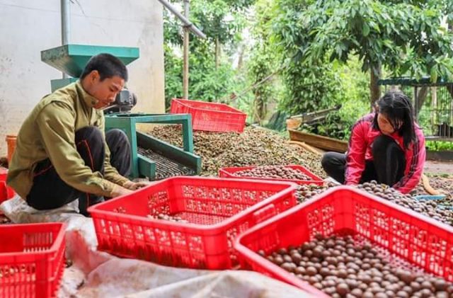 1KG MẮC CA ĐĂK LĂK SẤY CHÍN